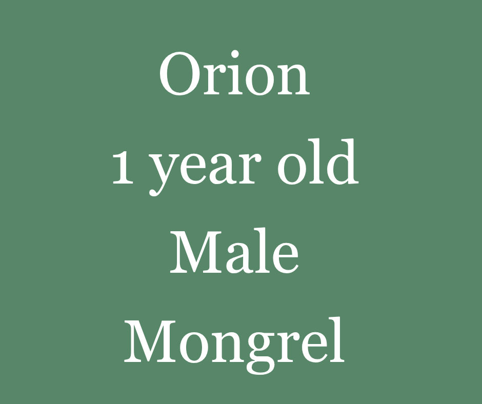 Orion