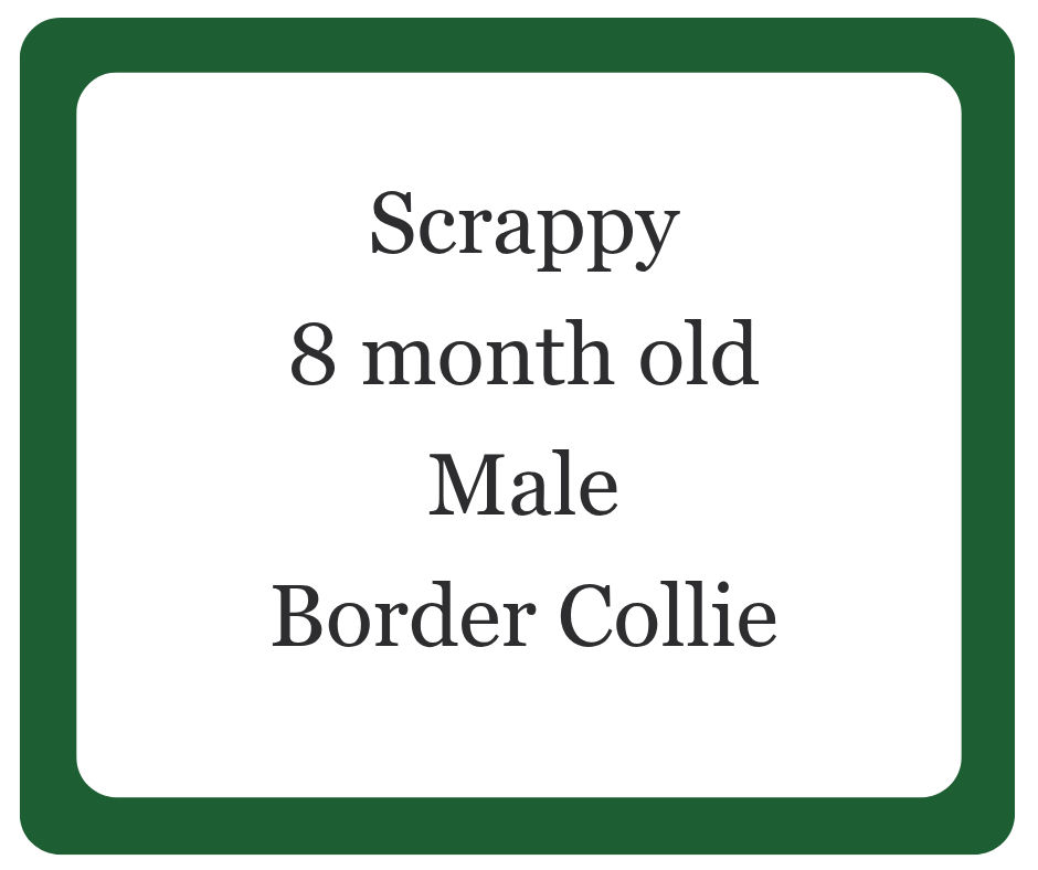 Scrappy