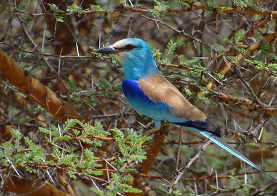 ABYSSINIAN-ROLLER-Uganda-.jpg