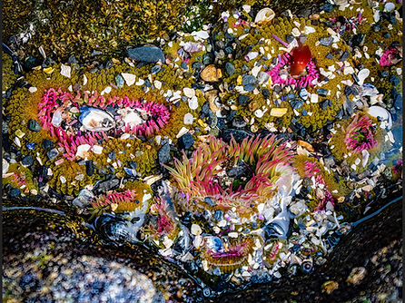 2 Commended - Welcome to the Rock Pool (Niki Davies) - Jane Morris Abson.jpg