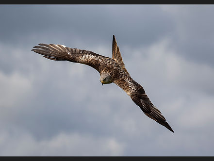 Red Kite In flight copy.jpg