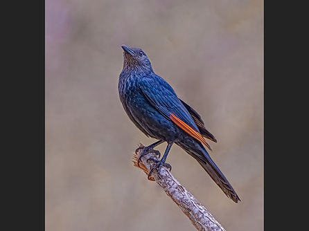 3 Commended Red Winged Starling.jpg
