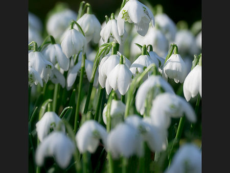 Snowdrops - DSmith copy.jpg