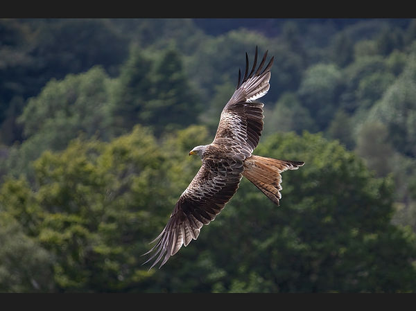 Red Kite at Full Span Nick White copy.jpg