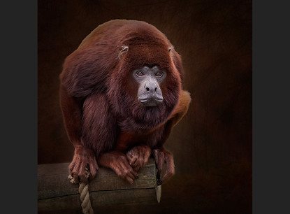 The Silent Howl of Captivity - 1st. Sue White.jpg