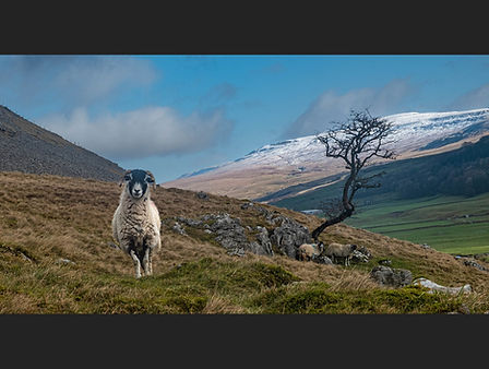 Guarding my flock - Margaret Land copy.jpg