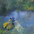 Angel Fish in the Wishing Pond