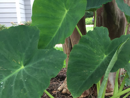 Elegant Elephant Ears