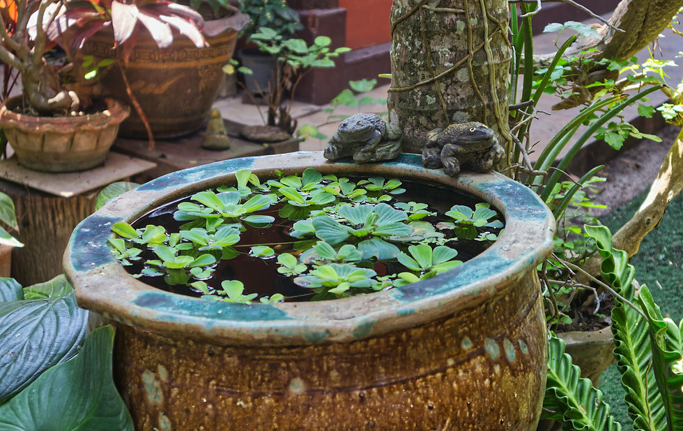 Hunting for an above-ground water garden container might be the perfect excuse to go thrifting!