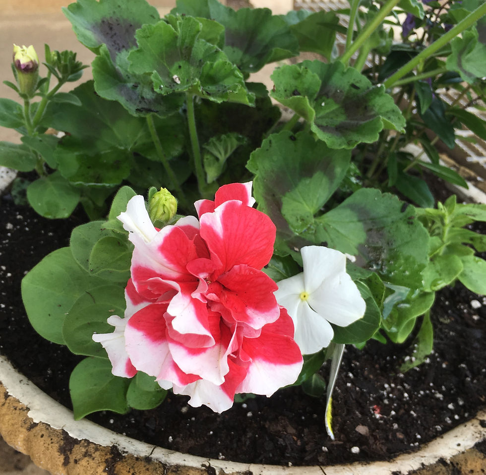 I found these gorgeous double petunias at my local garden center.