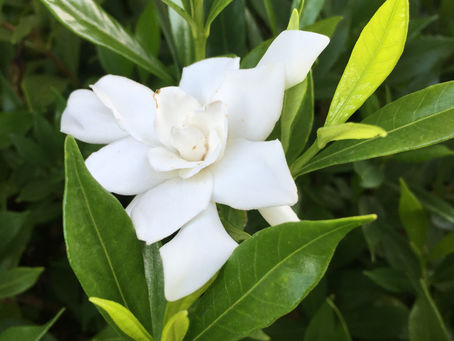 Growing Gorgeous Gardenias!