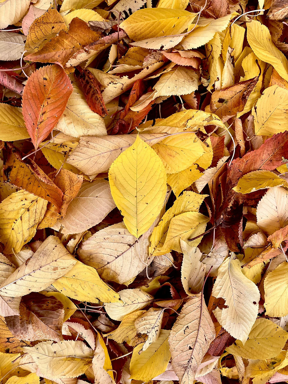 Leave the leaves over winter to provide cover for beneficial insects.  You can mulch right over them in the spring to provide good organic matter for your soil.