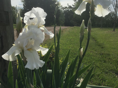 Irresistible Iris! A Flower Anyone Can Grow.