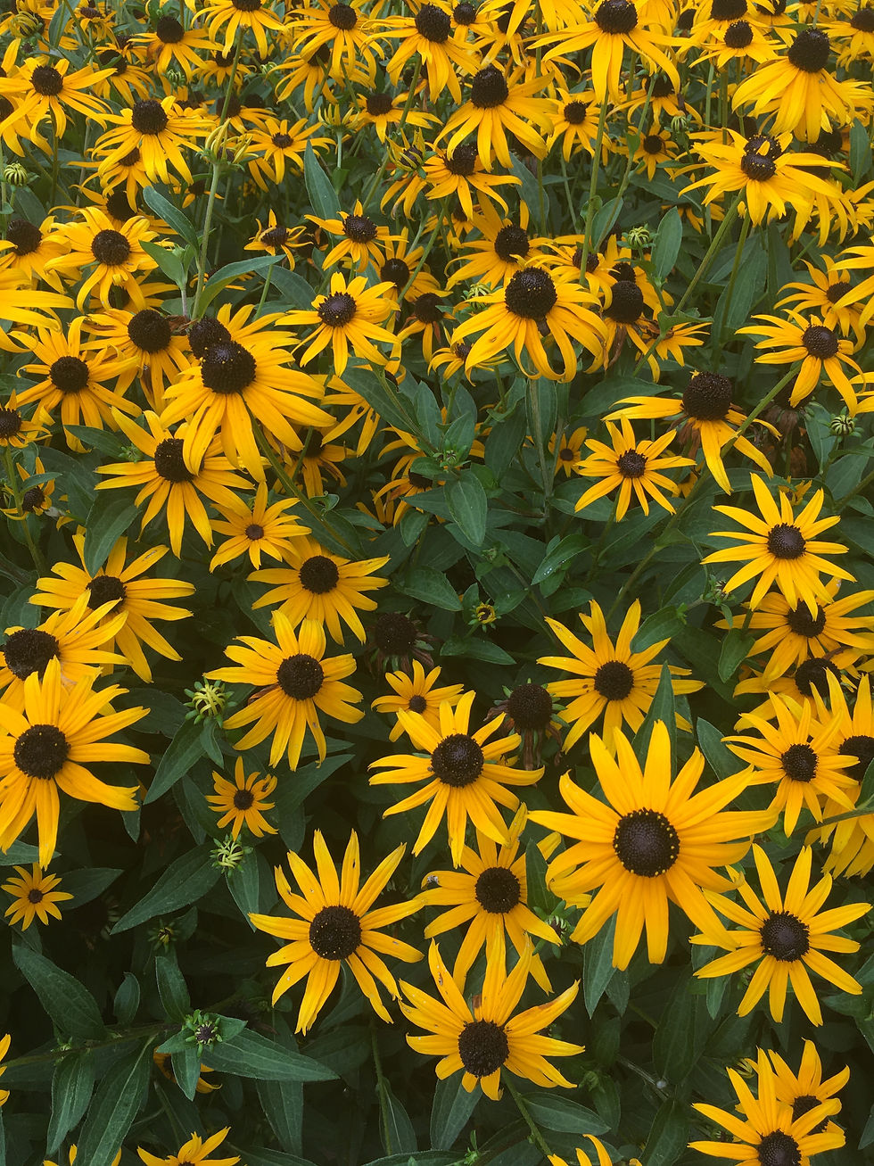 Black-eyed Susans are a prolific bloomer in the late summer.  Photo credit:  Gina McLean