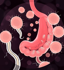 Macrophages orchestrate elimination of Shigella from the intestinal epithelial cell niche via TLR-induced IL-12 and IFN-γ