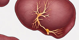 Adventitial fibroblast–ILC2 niche restrains liver fibrosis