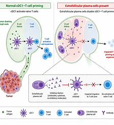 Extrafollicular plasma cells disable dendritic cell-T-cell priming in tumor-draining lymph nodes