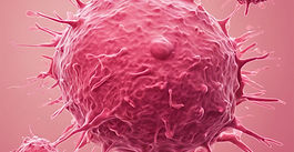 Breast cancer-associated fibroblasts maintain self-renewing immunosuppressive macrophages