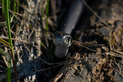 Snakes2.jpg
