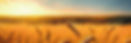 Firefly wheat field at sunrise photo 27310.jpg