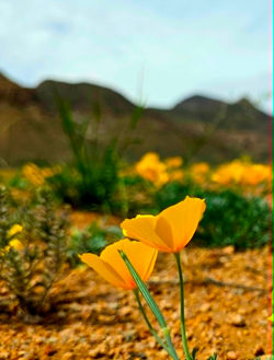 Poppy