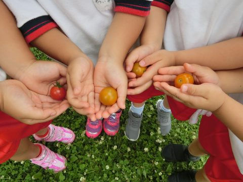 小さな子供たちが集まり、トマトとオレンジ色の実を手に持っている様子です。５月のお誕生日会