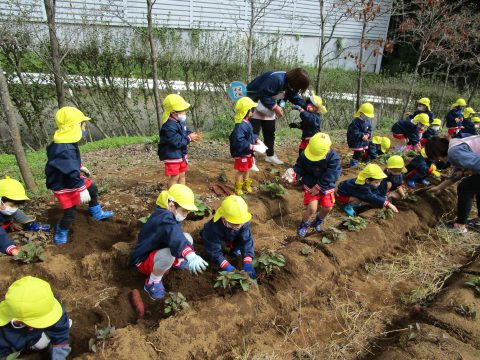 園児たちが土を耕し、苗を植える様子。5月【年中】英語指導、楽しそうな園庭活動。