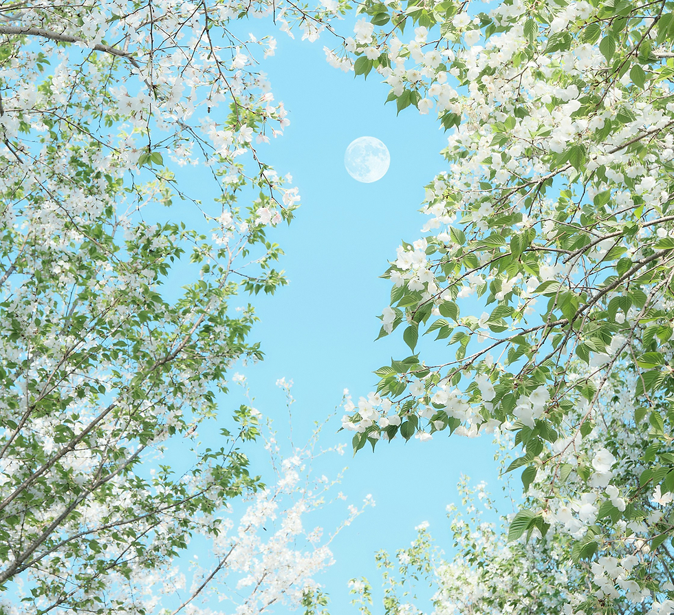 満開の白い花と月 明るい青空 背景 ヒーリングサロンアース 花の癒やし