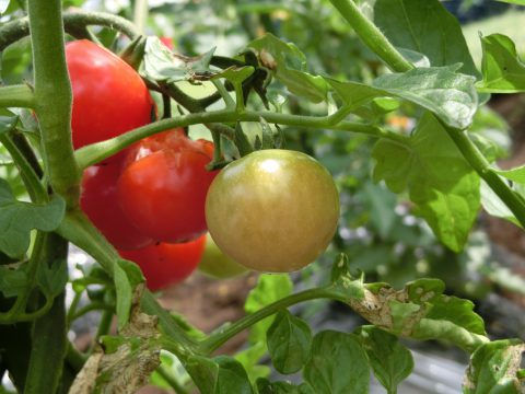 トマトのクローズアップ、緑の葉と未熟なトマト、庭の植物の上。