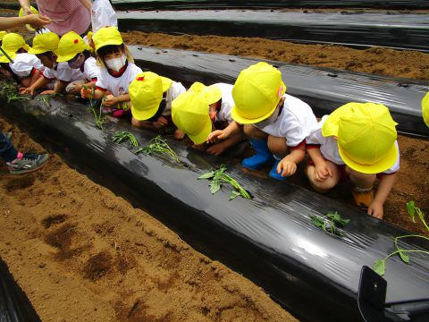 子供たちが野菜を植えています。 5月【年少々】園内めぐり、園児たちが土に触れて作業中。