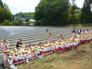 幼稚園児たちと先生たち、畑で作業中。子供たちが楽しそう。おたのしみ会かもしれません。