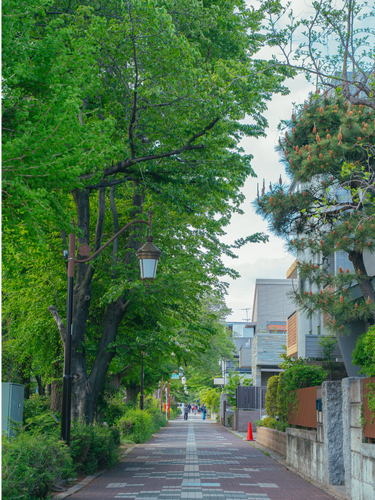 緑豊かな並木道、住宅街の散策路