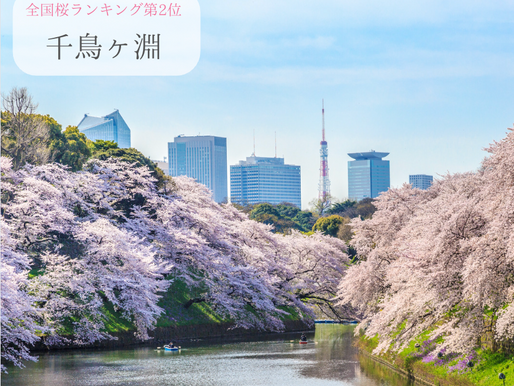 総本数1,000本?!全国人気ランキング2位の[千鳥ヶ淵]を回るお花見ツアー！