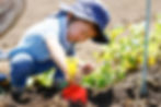 2歳児 5月 じゃが芋堀り.jpg