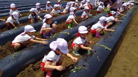 子供たちが畑で作業中。白い帽子と服を着て、楽しそうに何かをしている様子。