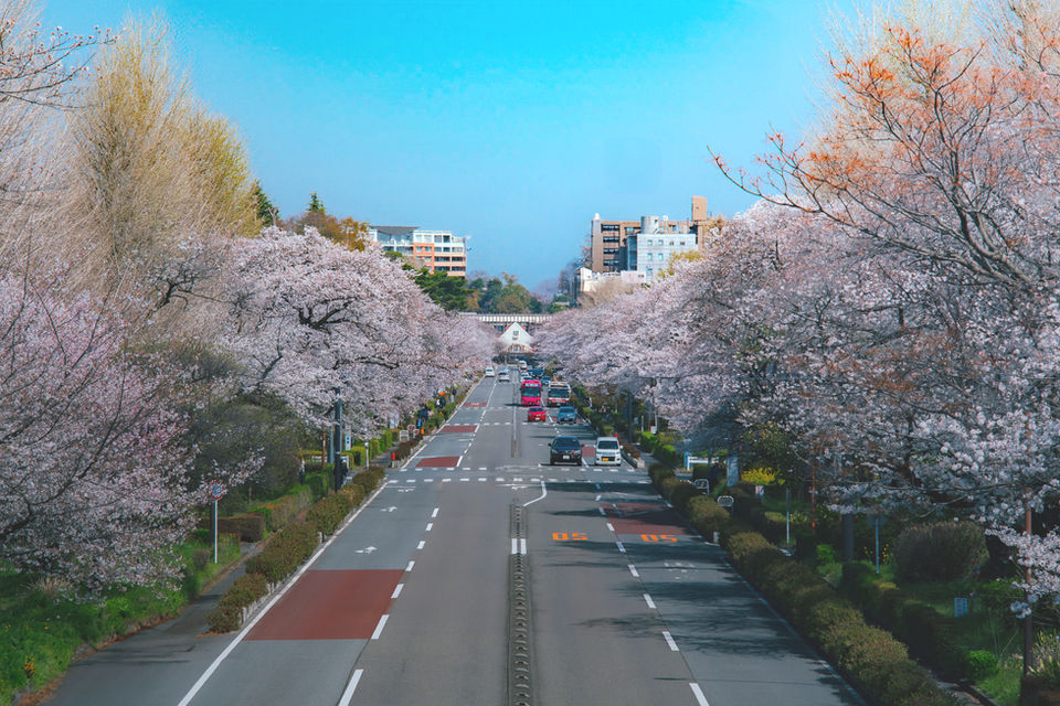 桜並木道、満開の桜と車が走る道