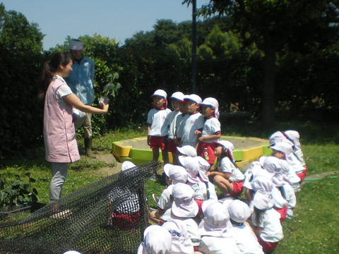 幼稚園児たちが虫取り網と先生と一緒に何かを見ている様子。晴れた日の公園。