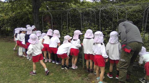 幼稚園児が何かを見ている様子。白い帽子と制服、11月【年長】今週の様子です。