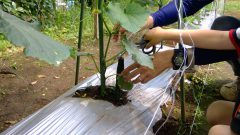 誰かが剪定する緑色の植物、手とハサミ、庭の背景。