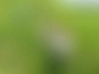 土手へ行きました! ゆか先生投稿