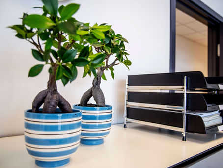 Papirløst samliv – ugifte samlevendes retlige stilling ved samlivsophør og død