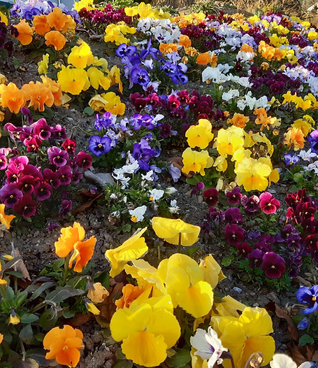 Violas.jpg