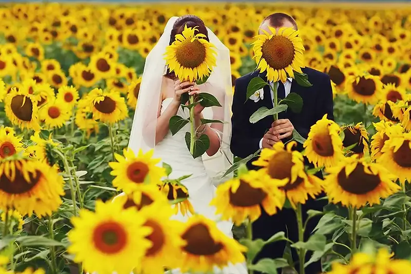 חתן וכלה בשדה חמניות. תמונת אילוסטרציה.