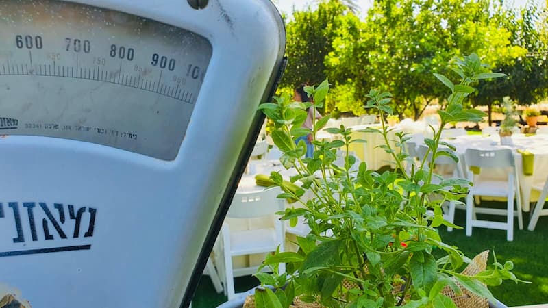 קייטרינג Gadi's