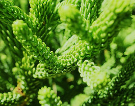 Planta verde