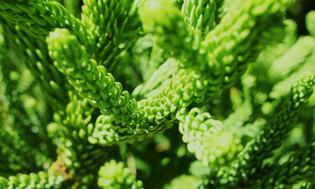 Green Plant