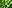 Green Plant