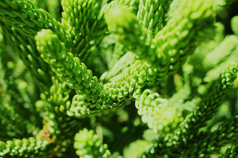 Green Plant