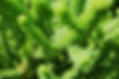 Green Plant