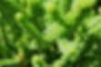Green Plant